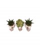 Üç Maymun Saksıda Haworthia ve Sukulent Seti